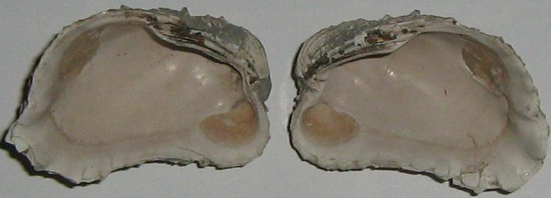 Cardita calyculata (L, 1758) - pliocene - Toscana